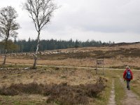 NL, Gelderland, Apeldoorn, Loenermark 1, Saxifraga-Tom Heijnen