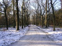 NL, Gelderland, Apeldoorn, Loenermark 11, Saxifraga-Henk Sierdsema