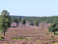 NL, Gelderland, Apeldoorn, Loenermark 11, Saxifraga-Tom Heijnen