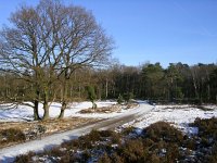 NL, Gelderland, Apeldoorn, Loenermark 12, Saxifraga-Henk Sierdsema