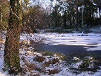 NL, Gelderland, Apeldoorn, Loenermark 13, Saxifraga-Henk Sierdsema