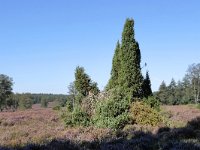 NL, Gelderland, Apeldoorn, Loenermark 13, Saxifraga-Tom Heijnen