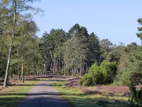 NL, Gelderland, Apeldoorn, Loenermark 14, Saxifraga-Tom Heijnen