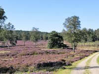 NL, Gelderland, Apeldoorn, Loenermark 15, Saxifraga-Tom Heijnen