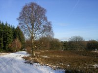 NL, Gelderland, Apeldoorn, Loenermark 16, Saxifraga-Henk Sierdsema