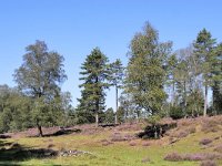 NL, Gelderland, Apeldoorn, Loenermark 16, Saxifraga-Tom Heijnen