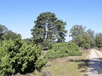 NL, Gelderland, Apeldoorn, Loenermark 18, Saxifraga-Tom Heijnen