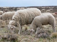 NL, Gelderland, Apeldoorn, Loenermark 2, Saxifraga-Tom Heijnen