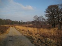 NL, Gelderland, Apeldoorn, Loenermark 23, Saxifraga-Henk Sierdsema