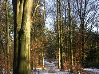 NL, Gelderland, Apeldoorn, Loenermark 4, Saxifraga-Henk Sierdsema