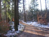 NL, Gelderland, Apeldoorn, Loenermark 5, Saxifraga-Henk Sierdsema