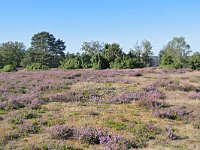 NL, Gelderland, Apeldoorn, Loenermark 6, Saxifraga-Tom Heijnen