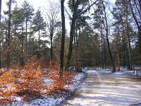 NL, Gelderland, Apeldoorn, Loenermark 8, Saxifraga-Henk Sierdsema