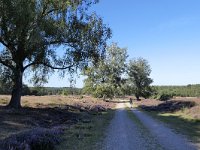 NL, Gelderland, Apeldoorn, Loenermark 8, Saxifraga-Tom Heijnen