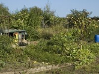 NL, Gelderland, Arnhem, Klarenbeek 2, Saxifraga-Jan van der Straaten