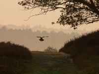 Crow is about to land on track  Crow is about to land on track : Netherlands, Posbank, SHADOW, Veluwe, arnhem, biotoop, bird, bomen, boom, bos, buiten, color, creative nature, ecologische, ehs, environment, environmental, feeling, fog, foggy, forest, gelderland, gevoel, habitat, haze, hazy sunlight, heuvel, heuvelig, heuvels, hill, hills, hilly, holland, hoofdstructuur, kleur, landscape, landschap, licht, lighting, mist, mistig, misty, morning, mysterieus, mysterious, mystic, mystical, mystiek, mystieke, nationaal park, national park, natura 2000, natural, nature, nature conservation, nature management, natuur, natuurbeheer, natuurbeleid, natuurbescherming, natuurlijk, natuurlijke, natuurwet, nederland, nevel, nevelig, ochtend, omgeving, orange, oranje, outdoor, pink, roze, rudmer zwerver, scenery, schaduw, sereen, serene, silhouette, sunbeam, sunrise, tree, trees, vogel, waas, wazig, zonlicht, zonnestraal, zonsopkomst