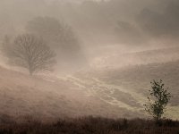 Fairytale landscape  Misty fairytale landscape : Netherlands, Posbank, SHADOW, Veluwe, arnhem, biotoop, bomen, boom, bos, buiten, color, creative nature, ecologische, ehs, environment, environmental, feeling, fog, foggy, forest, gelderland, gevoel, habitat, haze, hazy sunlight, heuvel, heuvelig, heuvels, hill, hills, hilly, holland, hoofdstructuur, kleur, landscape, landschap, licht, lighting, mist, mistig, misty, morning, mysterieus, mysterious, mystic, mystical, mystiek, mystieke, nationaal park, national park, natura 2000, natural, nature, nature conservation, nature management, natuur, natuurbeheer, natuurbeleid, natuurbescherming, natuurlijk, natuurlijke, natuurwet, nederland, nevel, nevelig, ochtend, omgeving, outdoor, rudmer zwerver, scenery, schaduw, sereen, serene, silhouette, sunbeam, sunrise, tree, trees, waas, wazig, wit, zonlicht, zonnestraal, zonsopkomst