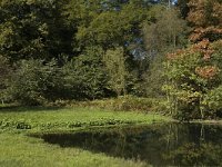 NL, Gelderland, Arnhem, Zijpendaal 5, Saxifraga-Marijke Verhagen