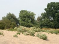 NL, Gelderland, Berg en Dal, Colenbranderbos 1, Saxifraga-Hans Boll