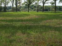 NL, Gelderland, Berg en Dal, De Bruuk 101, Saxifraga-Hans Boll