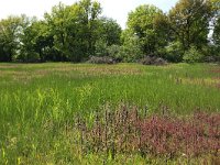 NL, Gelderland, Berg en Dal, De Bruuk 116, Saxifraga-Hans Boll