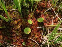 NL, Gelderland, Berg en Dal, De Bruuk 119, Saxifraga-Hans Boll