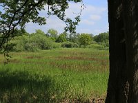 NL, Gelderland, Berg en Dal, De Bruuk 120, Saxifraga-Hans Boll