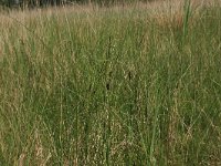 NL, Gelderland, Berg en Dal, De Bruuk 126, Saxifraga-Hans Boll