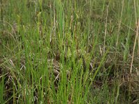 NL, Gelderland, Berg en Dal, De Bruuk 131, Saxifraga-Hans Boll