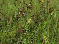 NL, Gelderland, Berg en Dal, De Bruuk 132, Saxifraga-Hans Boll