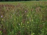 NL, Gelderland, Berg en Dal, De Bruuk 136, Saxifraga-Hans Boll