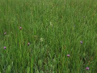 NL, Gelderland, Berg en Dal, De Bruuk 139, Saxifraga-Hans Boll