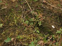 NL, Gelderland, Berg en Dal, De Bruuk 14, Saxifraga-Hans Boll