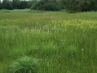 NL, Gelderland, Berg en Dal, De Bruuk 140, Saxifraga-Hans Boll