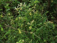 NL, Gelderland, Berg en Dal, De Bruuk 142, Saxifraga-Hans Boll