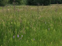 NL, Gelderland, Berg en Dal, De Bruuk 145, Saxifraga-Hans Boll