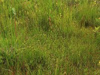 NL, Gelderland, Berg en Dal, De Bruuk 153, Saxifraga-Hans Boll