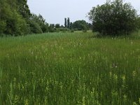 NL, Gelderland, Berg en Dal, De Bruuk 156, Saxifraga-Hans Boll