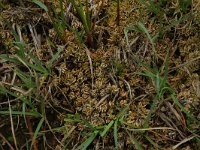 NL, Gelderland, Berg en Dal, De Bruuk 166, Saxifraga-Hans Boll