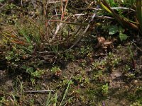 NL, Gelderland, Berg en Dal, De Bruuk 17, Saxifraga-Hans Boll