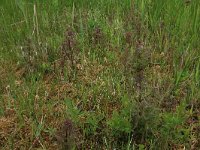 NL, Gelderland, Berg en Dal, De Bruuk 170, Saxifraga-Hans Boll