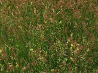 NL, Gelderland, Berg en Dal, De Bruuk 183, Saxifraga-Hans Boll