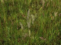 NL, Gelderland, Berg en Dal, De Bruuk 188, Saxifraga-Hans Boll