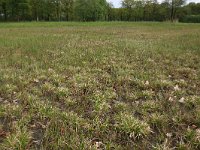 NL, Gelderland, Berg en Dal, De Bruuk 19, Saxifraga-Hans Boll