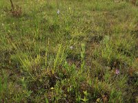 NL, Gelderland, Berg en Dal, De Bruuk 194, Saxifraga-Hans Boll