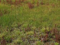 NL, Gelderland, Berg en Dal, De Bruuk 197, Saxifraga-Hans Boll