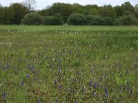 NL, Gelderland, Berg en Dal, De Bruuk 27, Saxifraga-Hans Boll