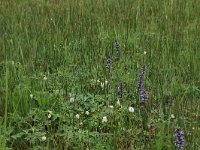 NL, Gelderland, Berg en Dal, De Bruuk 30, Saxifraga-Hans Boll