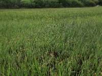 NL, Gelderland, Berg en Dal, De Bruuk 37, Saxifraga-Hans Boll