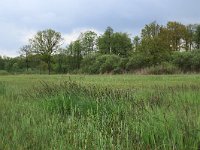 NL, Gelderland, Berg en Dal, De Bruuk 38, Saxifraga-Hans Boll